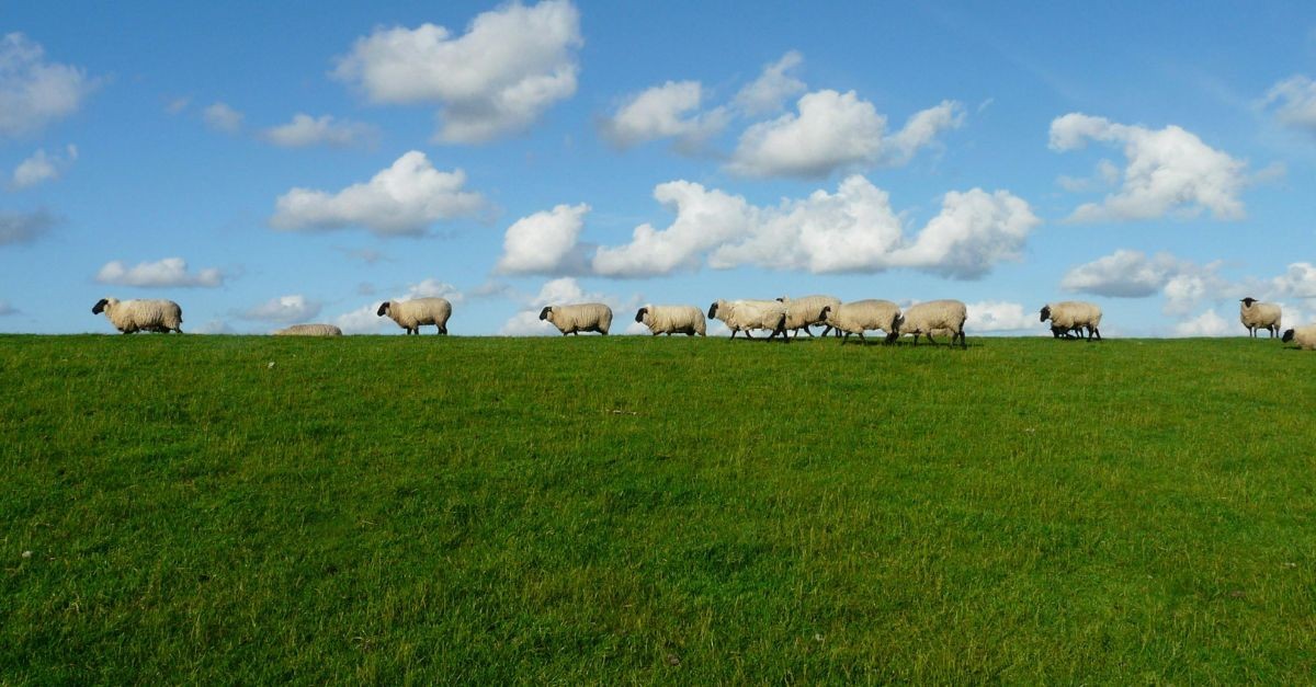 Sheep in a field